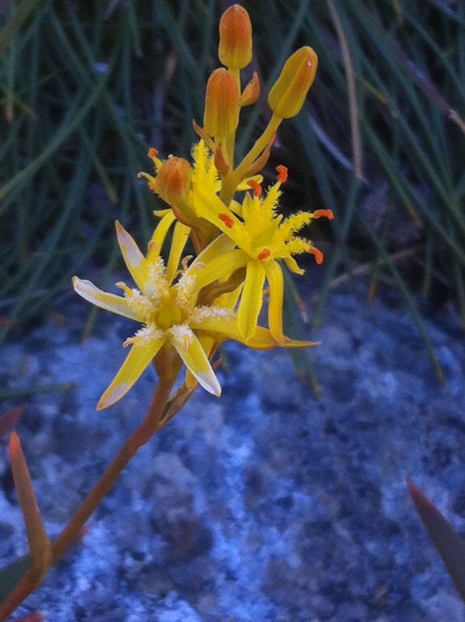 Narthecium 5