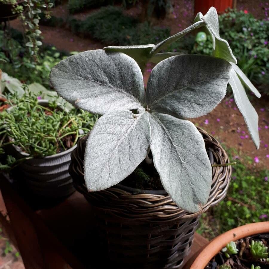 Sinningia leucotricha 7