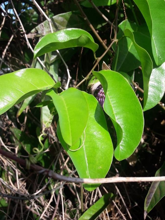 Passiflora laurifolia 12