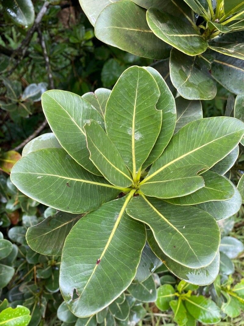 Sideroxylon 4