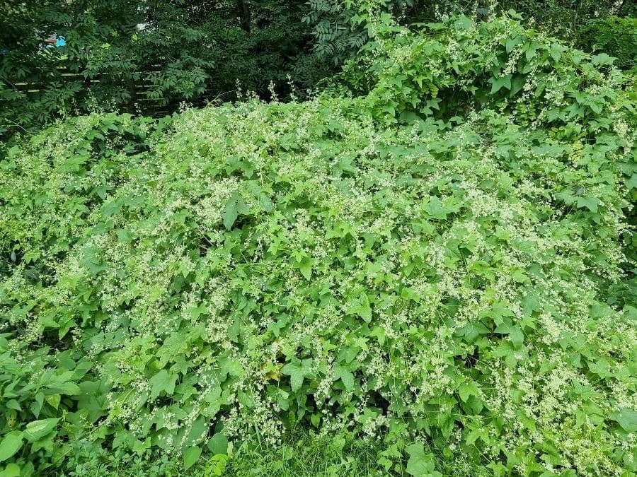 Zucca spinosa 14