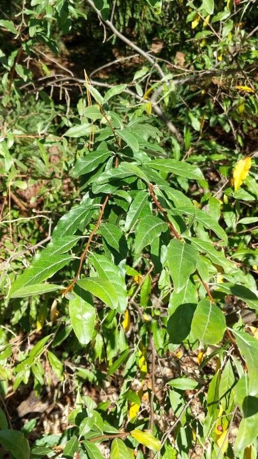 Elaeagnus multiflora 13