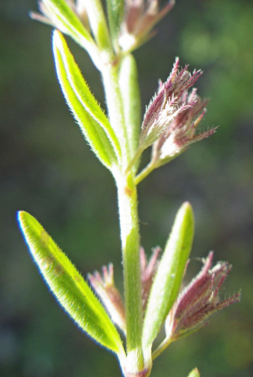 Micromeria greca 2
