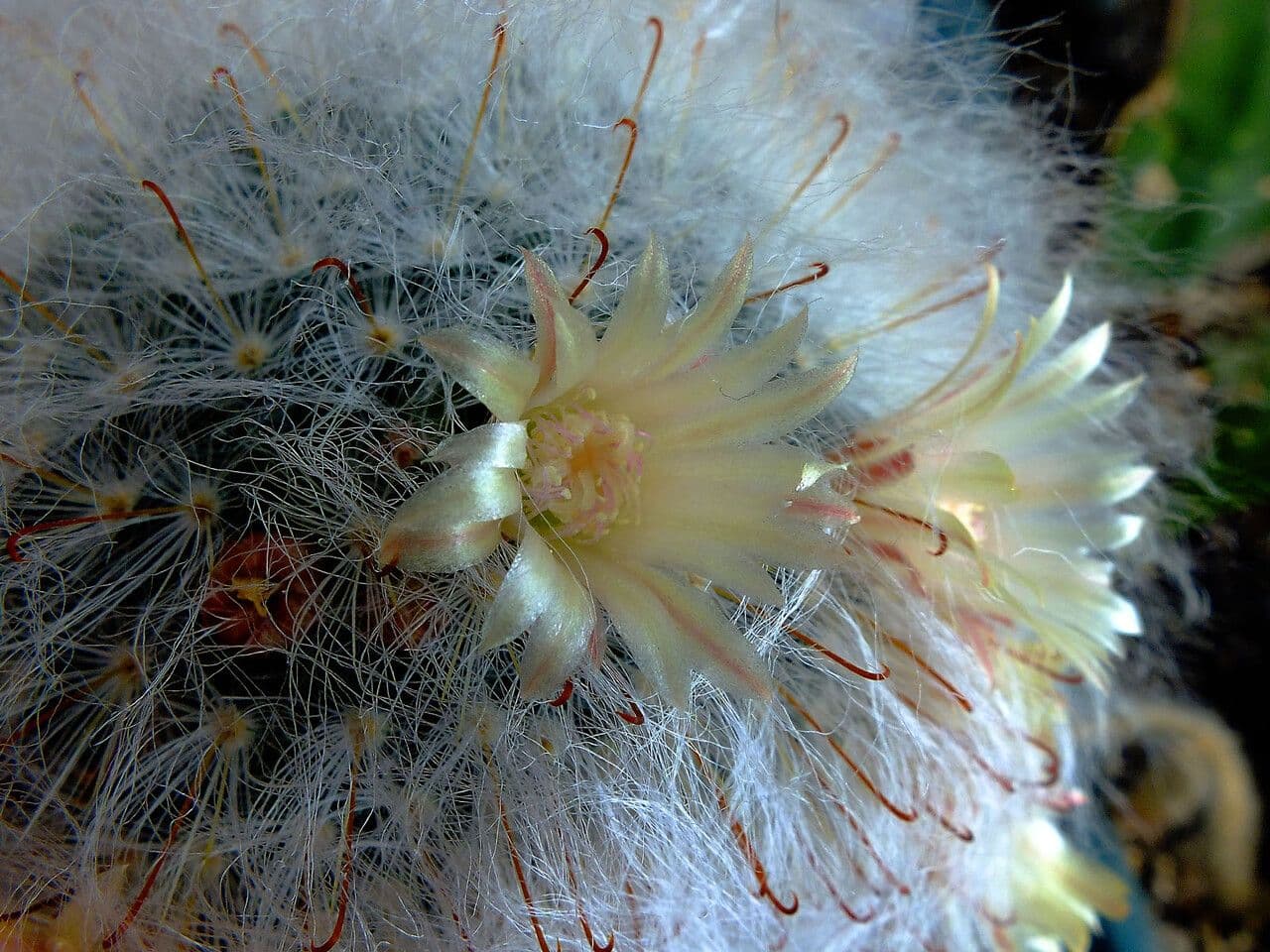 Cactus 6