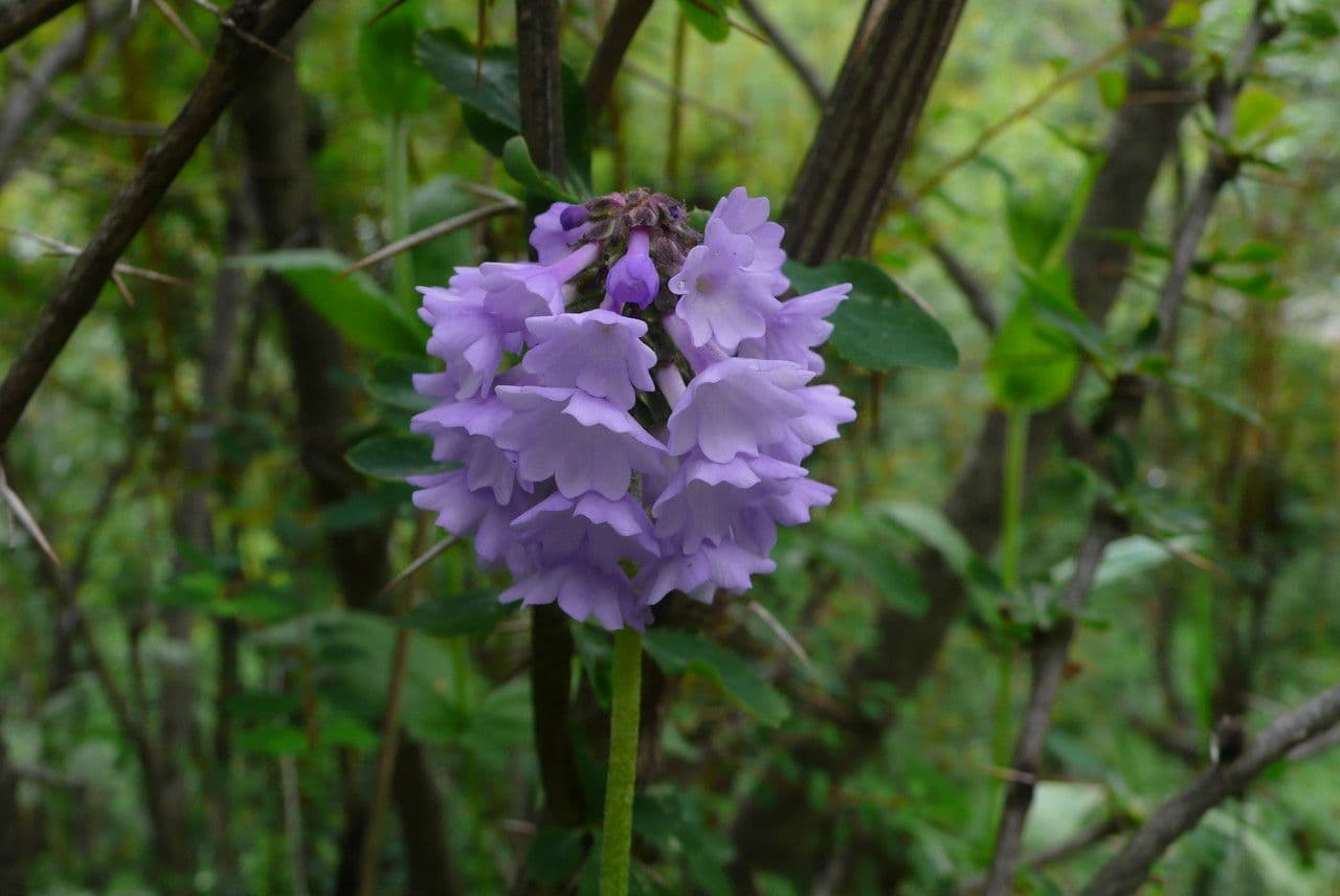 Primula 2