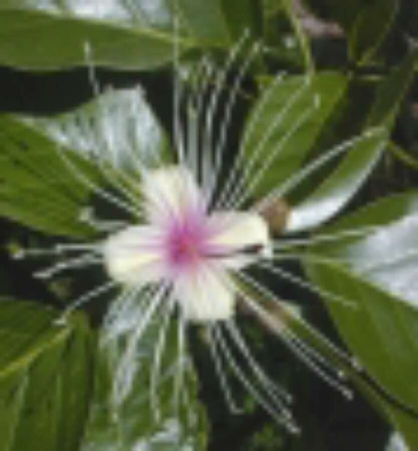 Crateva religiosa 4
