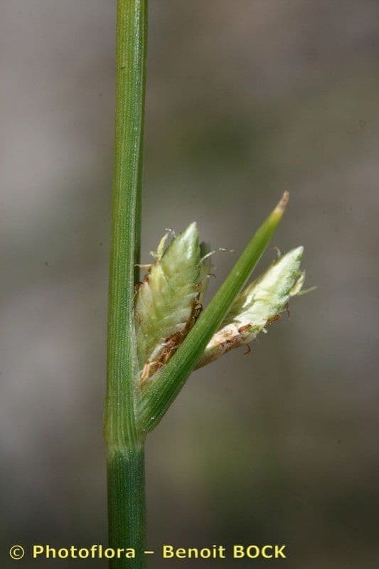 Zigolo liscio 15