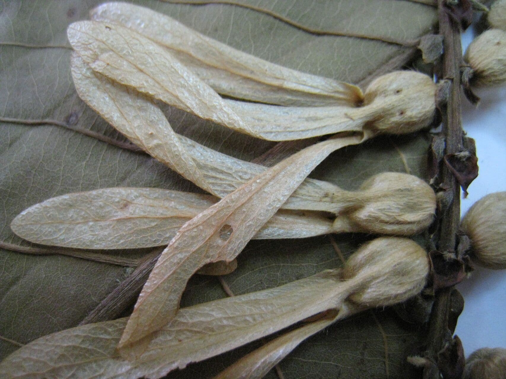 Triplaris