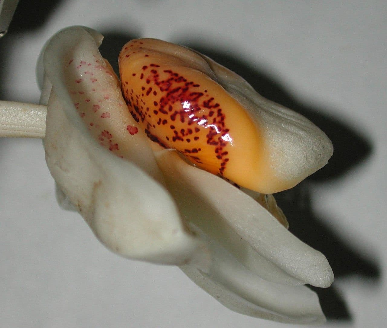 Stanhopea 9