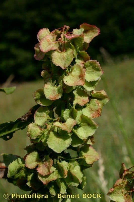 Acetosa aquitana 3