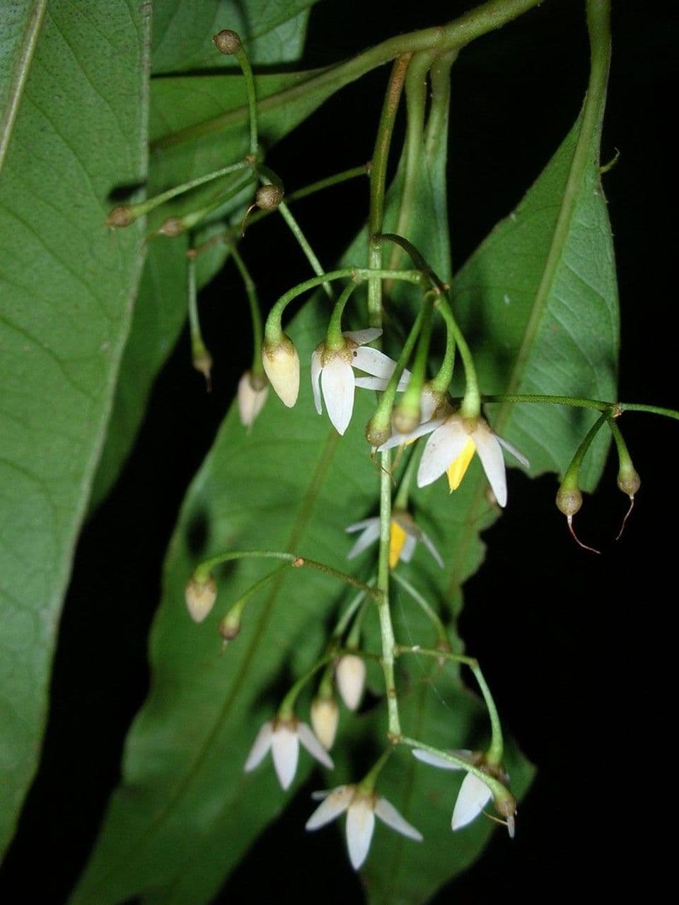 Hymenandra 18