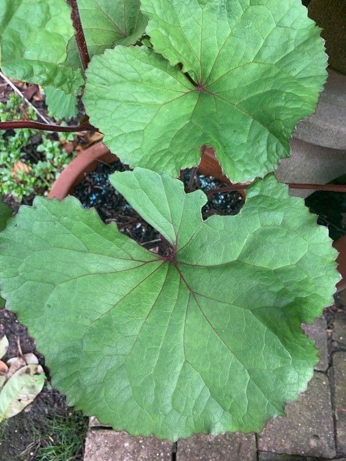 Ligularia dentata 14