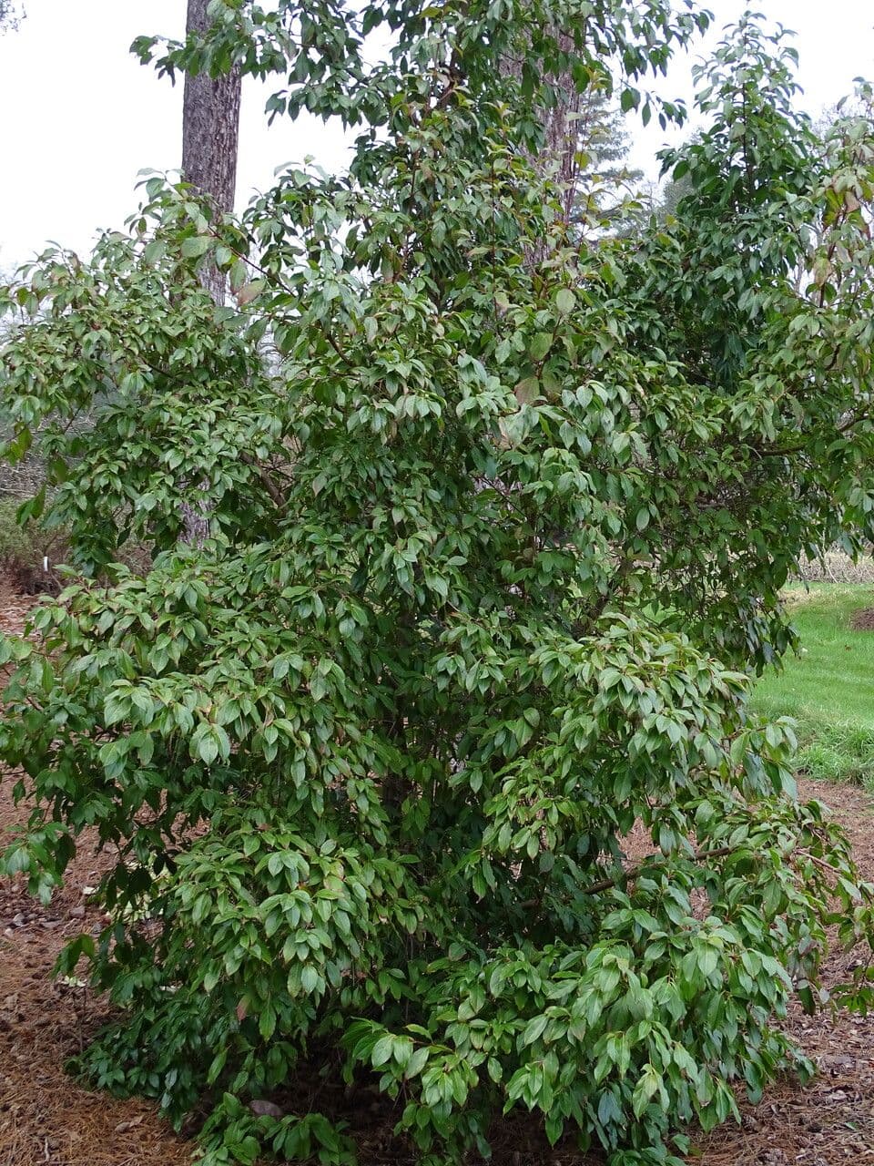 Cornus 6