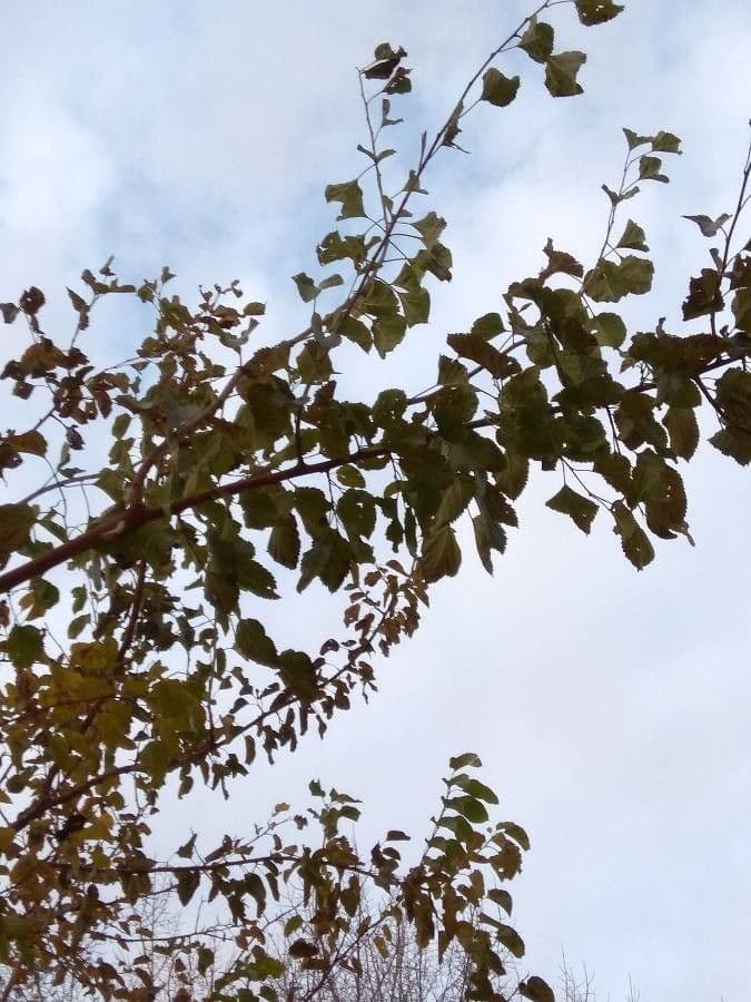 Weiße Maulbeere 11