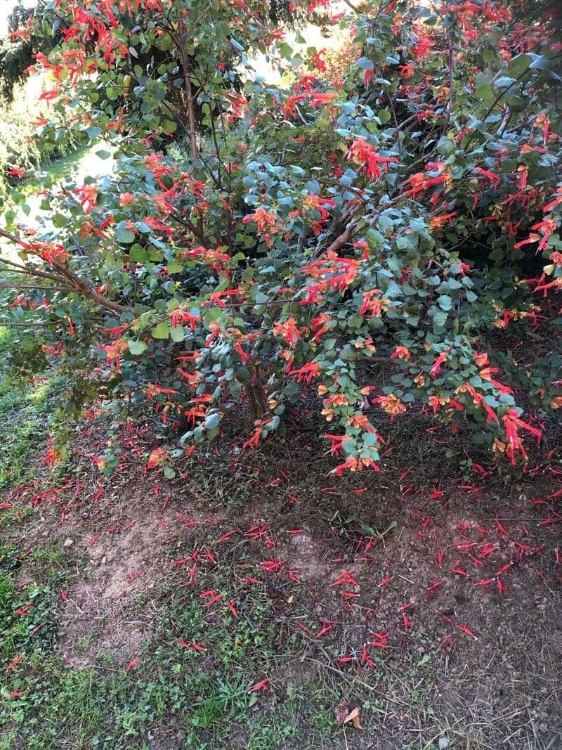 Salvia 6