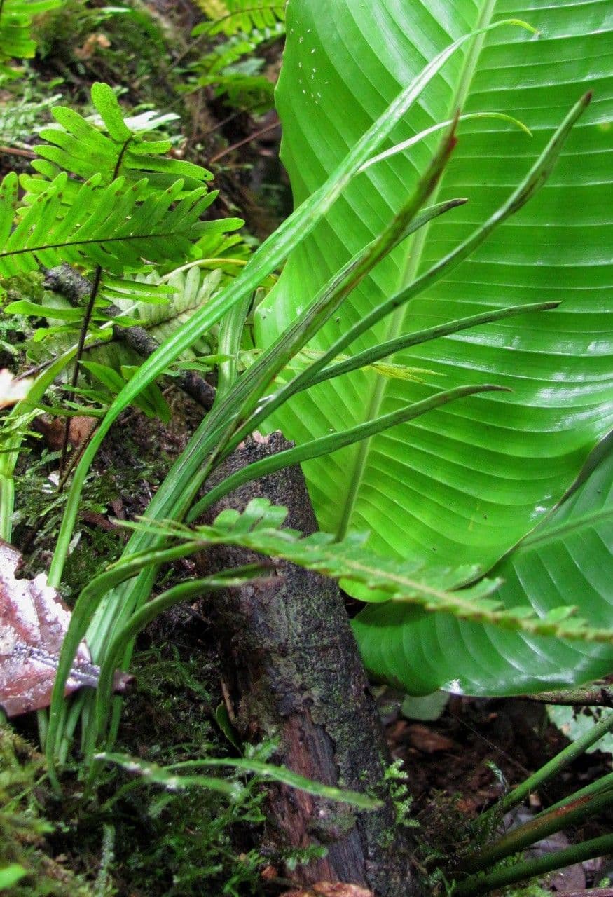 Polytaenium