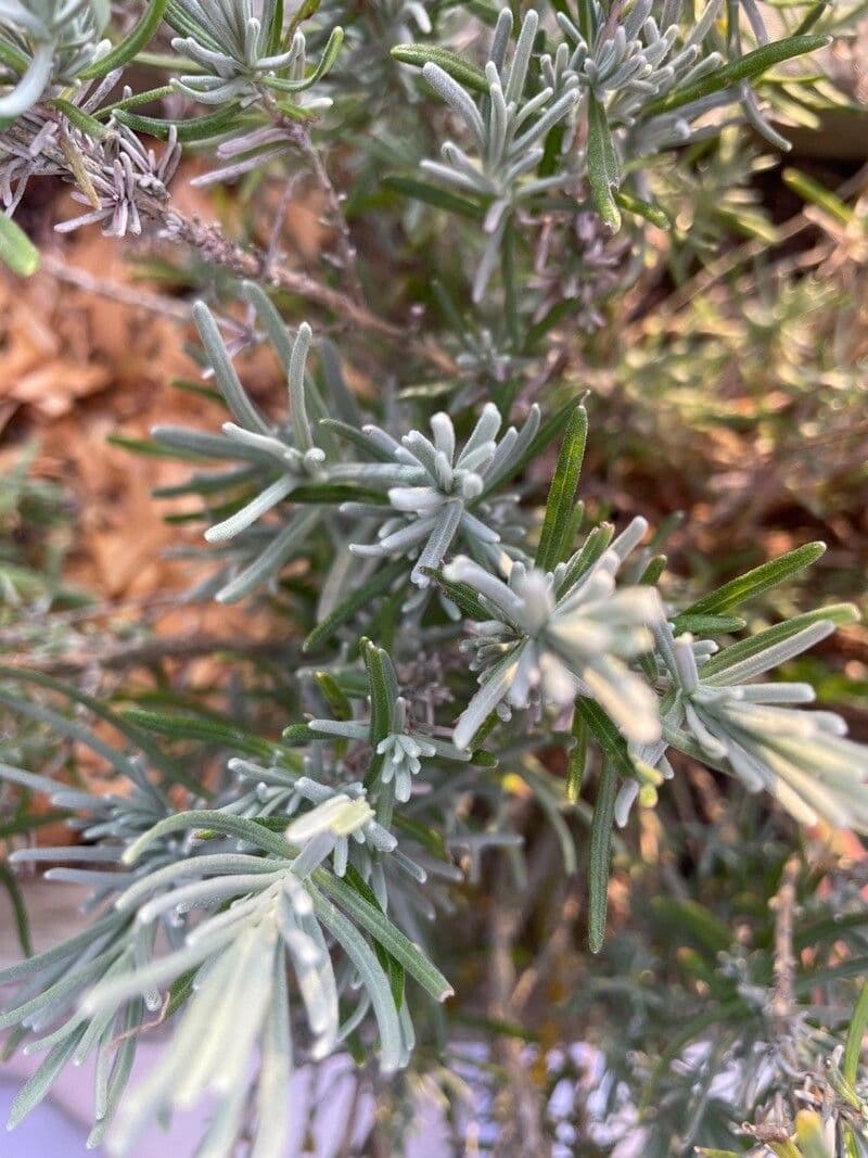 Lavanda 8