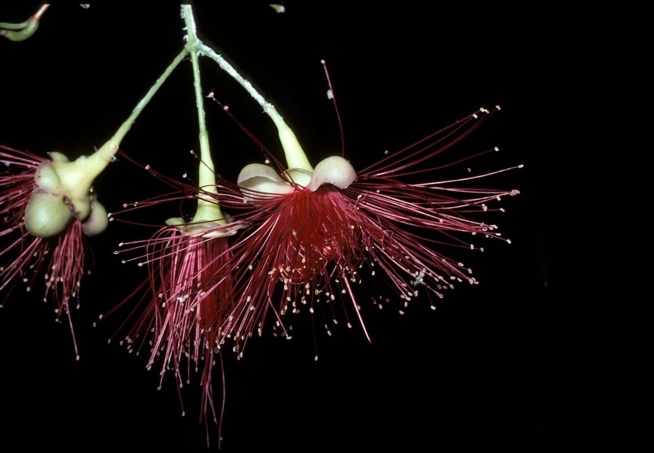 Syzygium di Gardner
