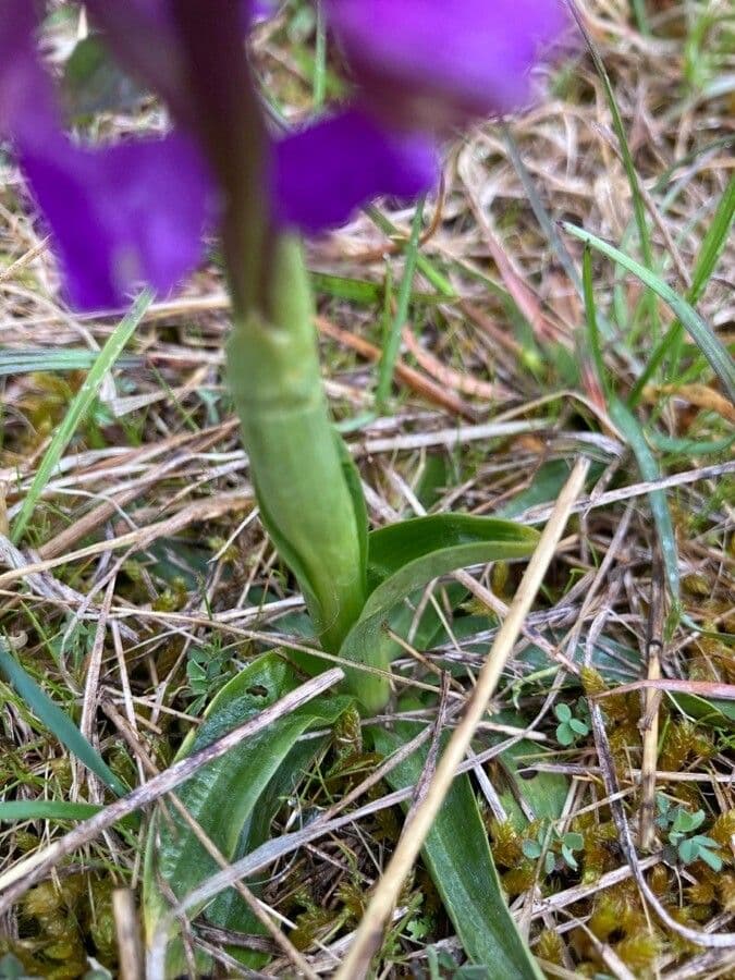 Orchide minore 20