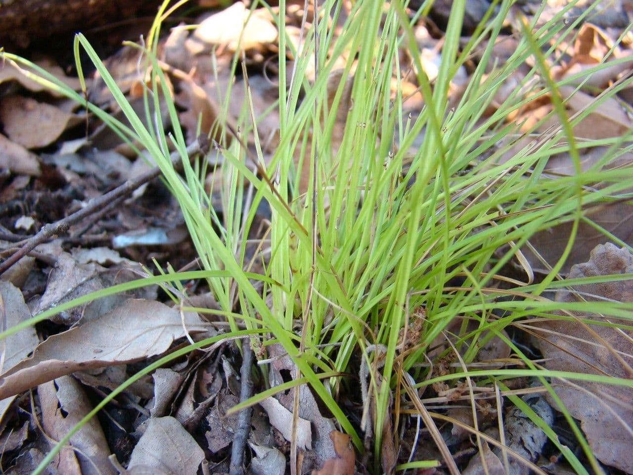 Carex distachya 11