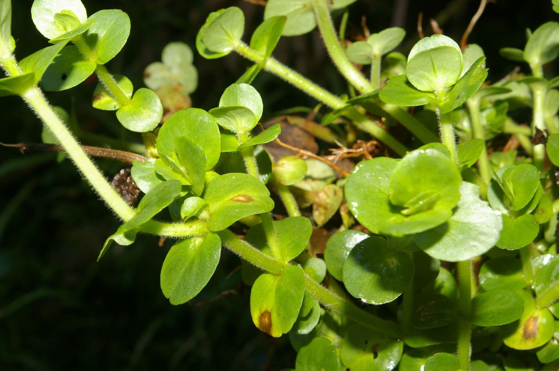 Bacopa salzmannii 11