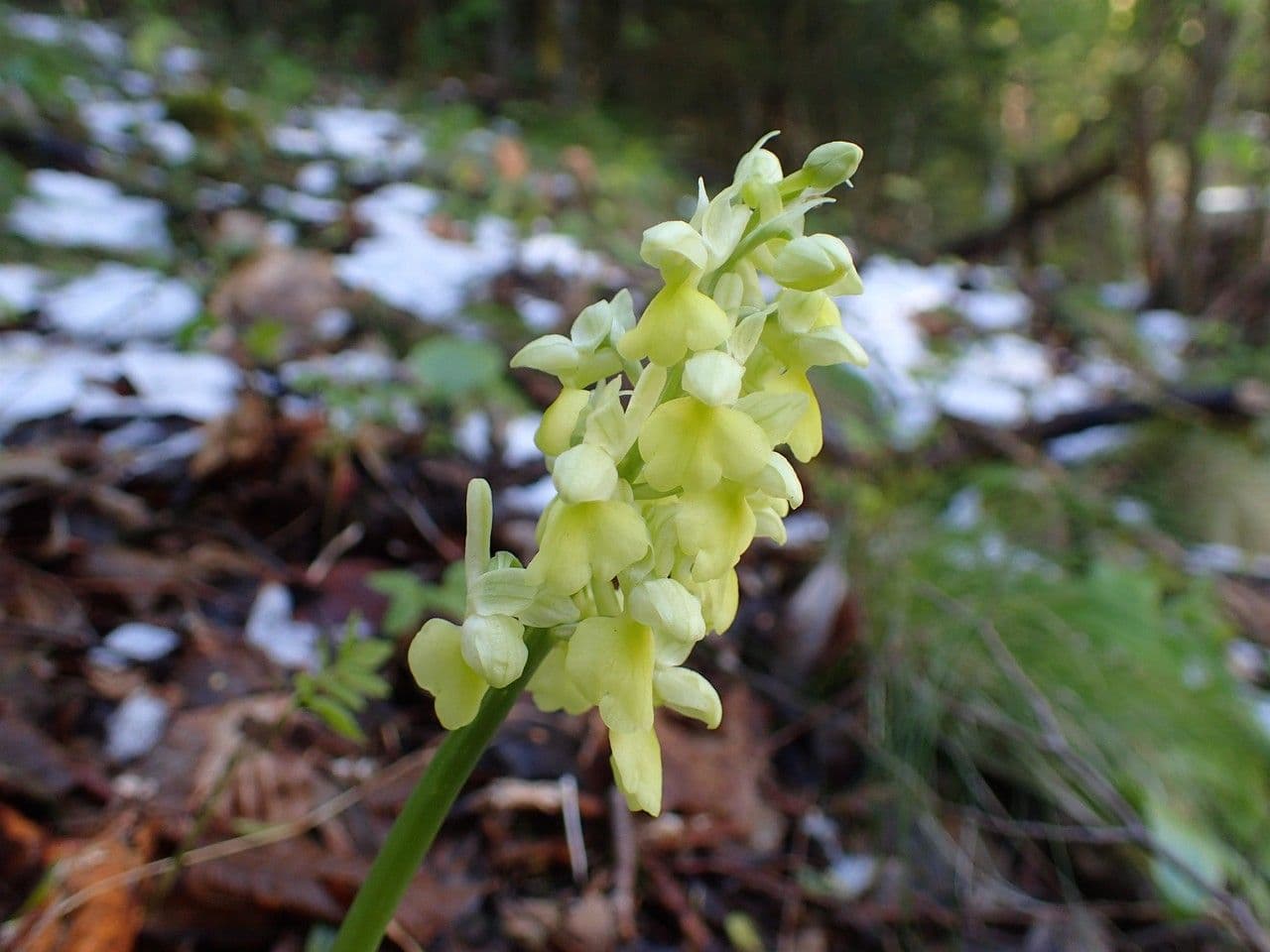 Orchide pallida