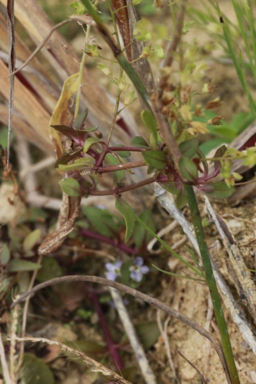 Veronica acquatica 29