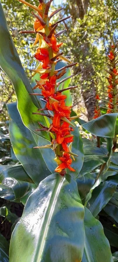 Zázvorník gardnerov 4