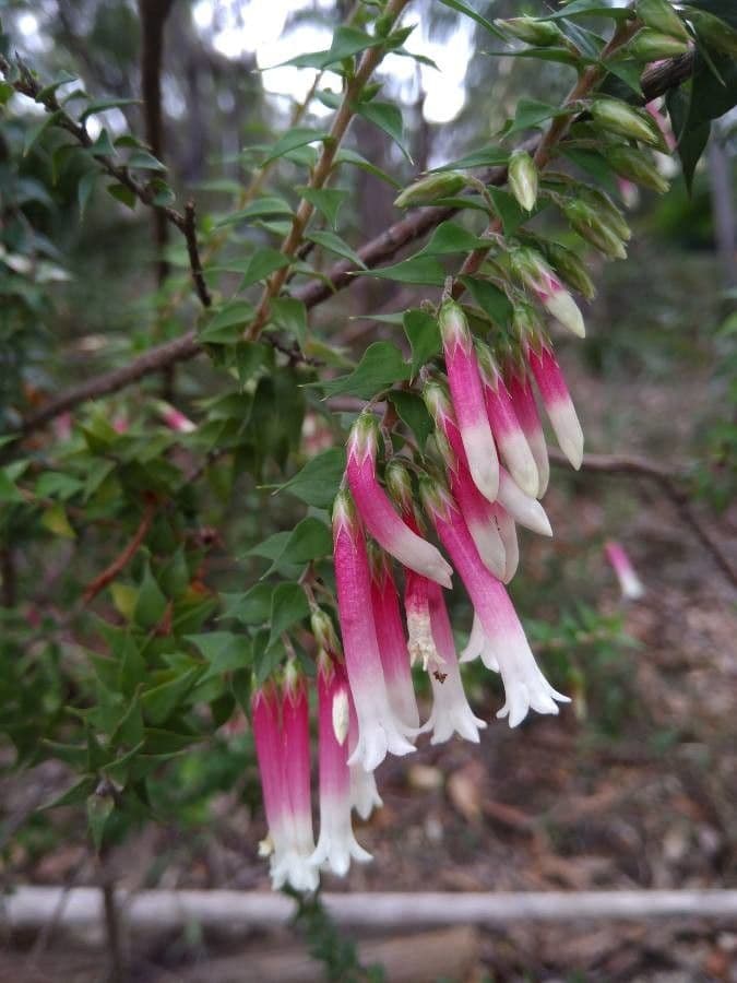 Fuchsienheide