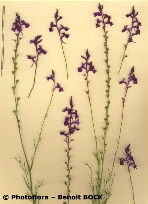 Linaria 21