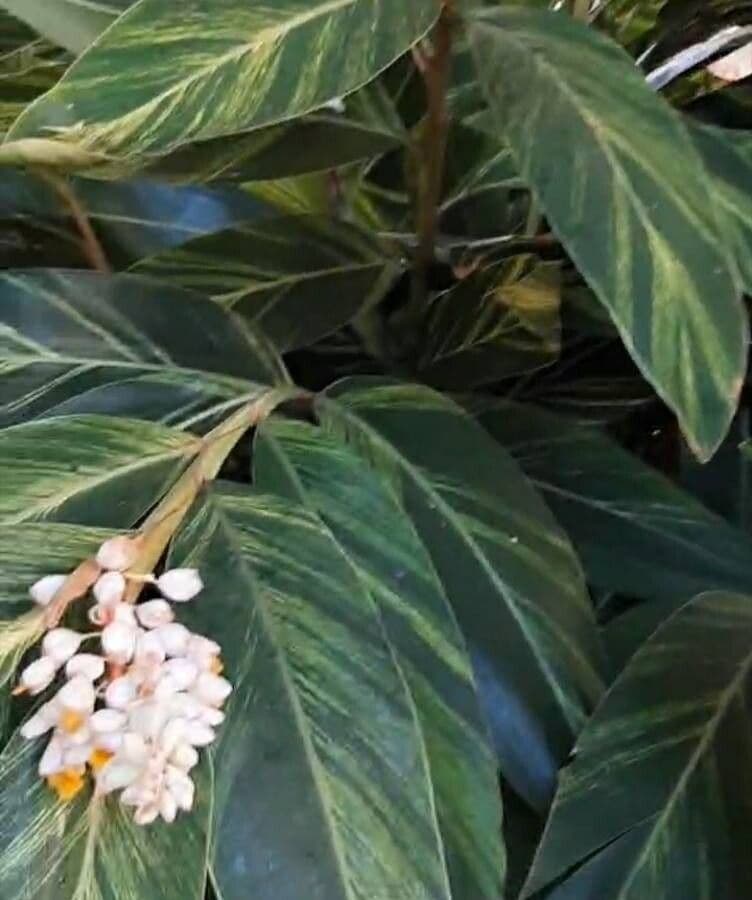Alpinia zerumbet 22