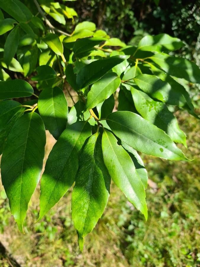 Quercia 5