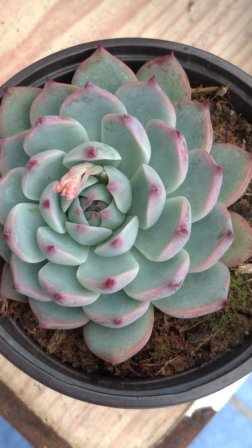 Echeveria di Chihuahua 3