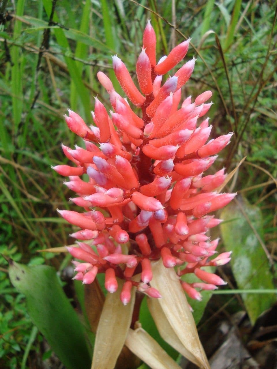 Melinons Aechmea 5