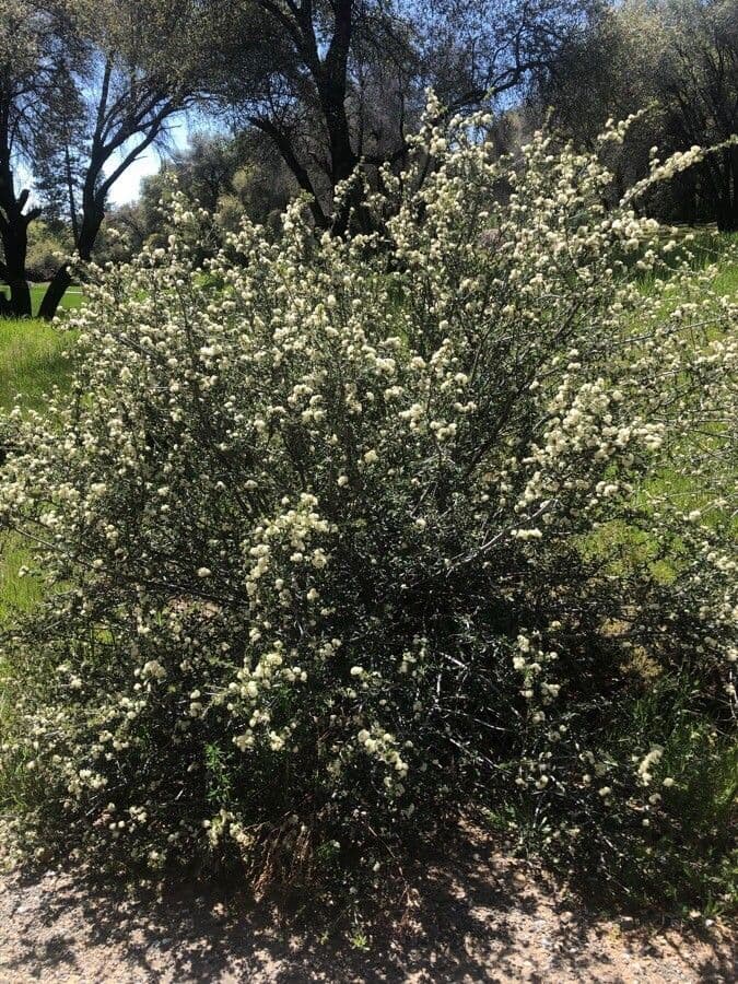 Ceanothus 25