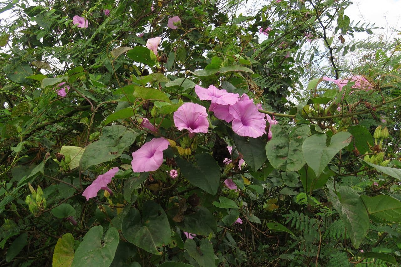Ipomoea setifera 6