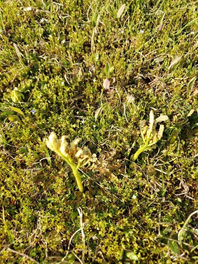 Botrychium 3