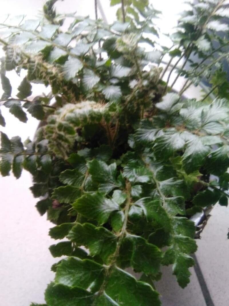 Polystichum polyblepharum 14