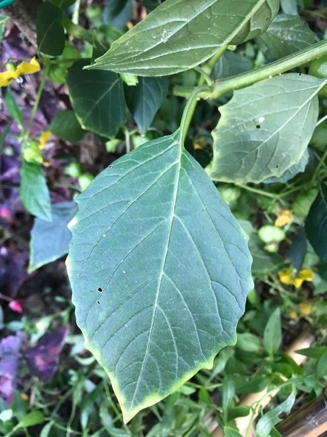 Tomatillo 18