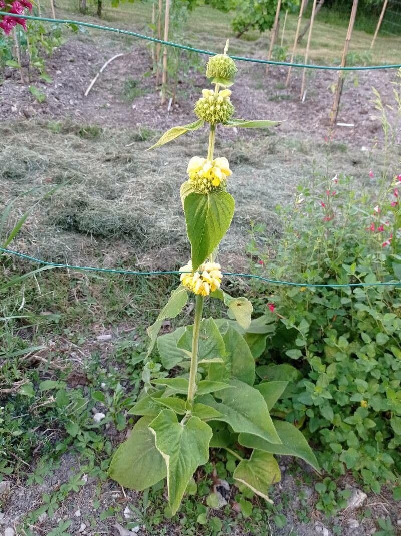 Griechischer Salbei 24