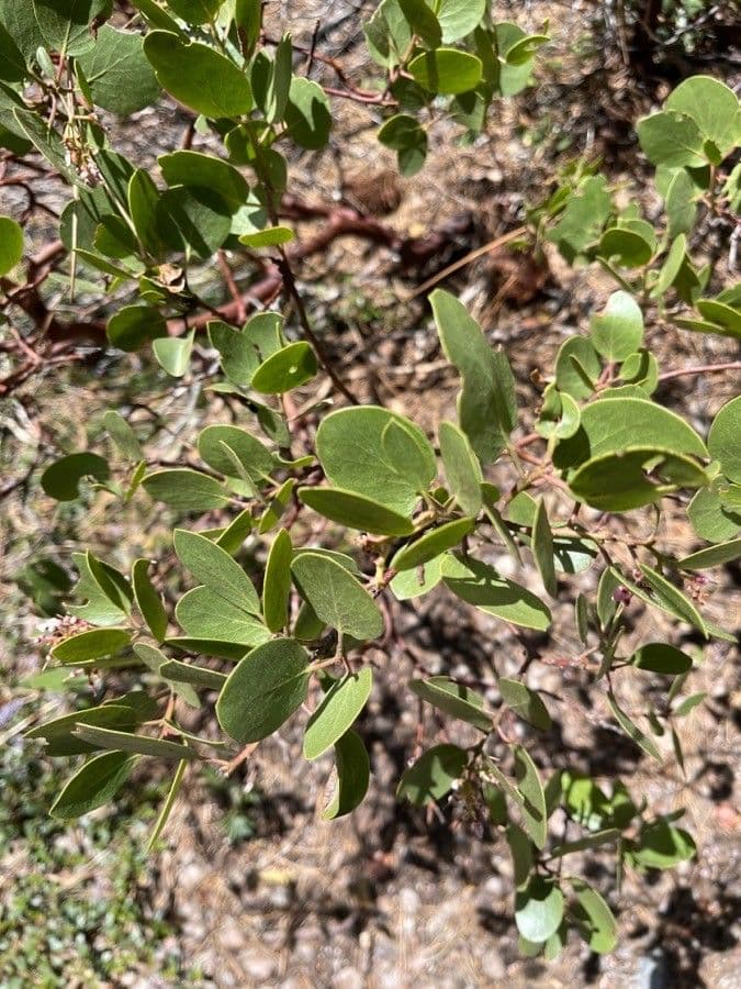 Manzanita 19