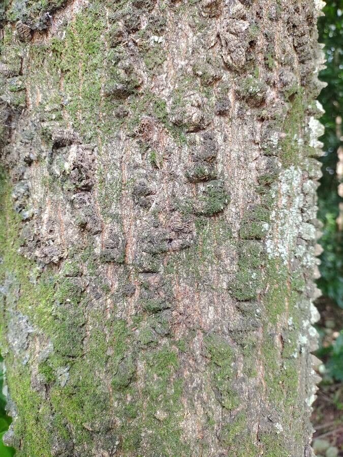 Anadenanthera 21