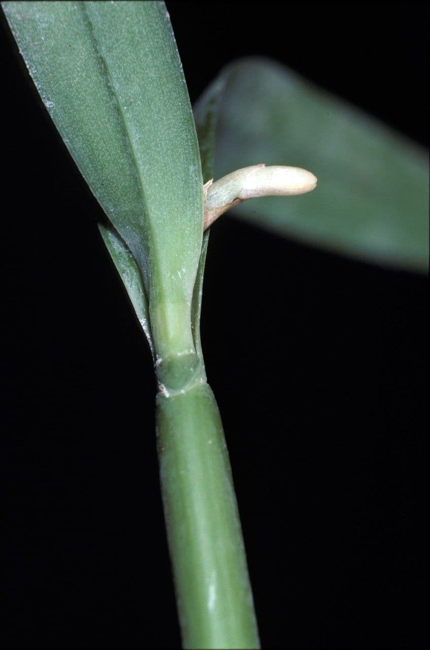 Scaphyglottis