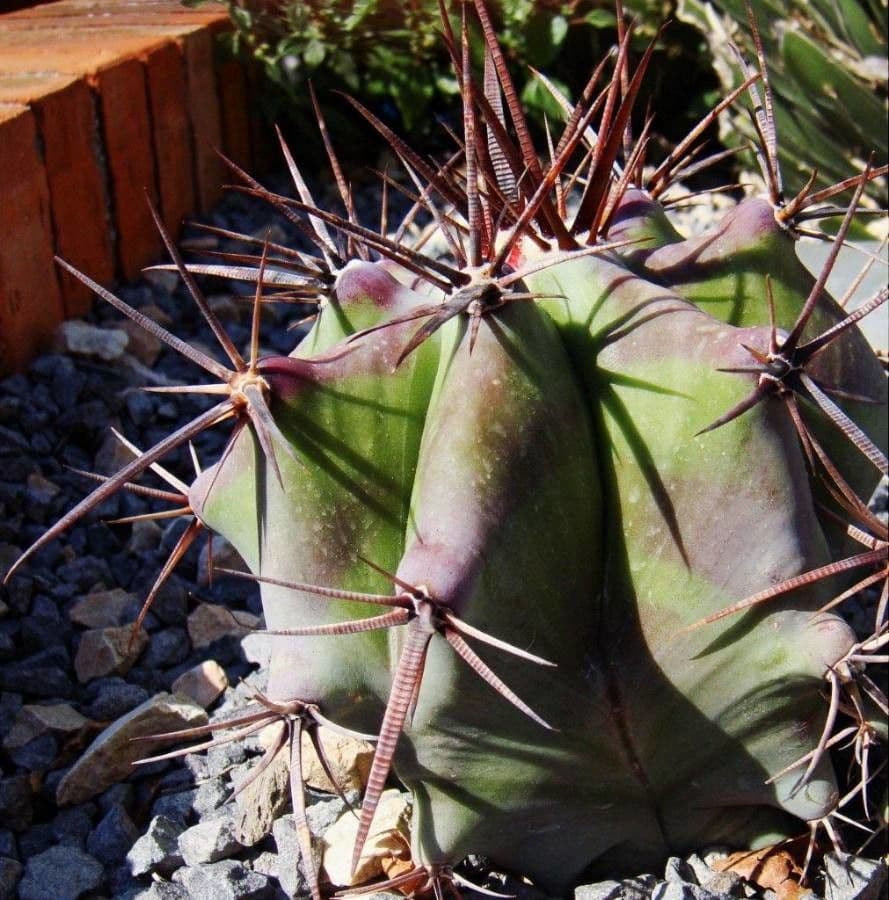 Cactus a botte di Emory 15