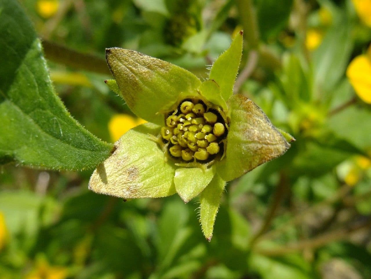 Lindheimera 4