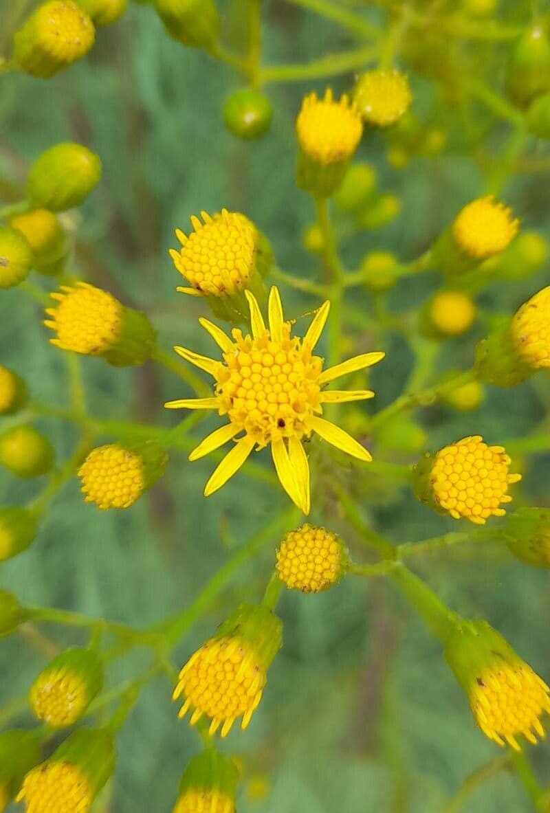 Senecione 4
