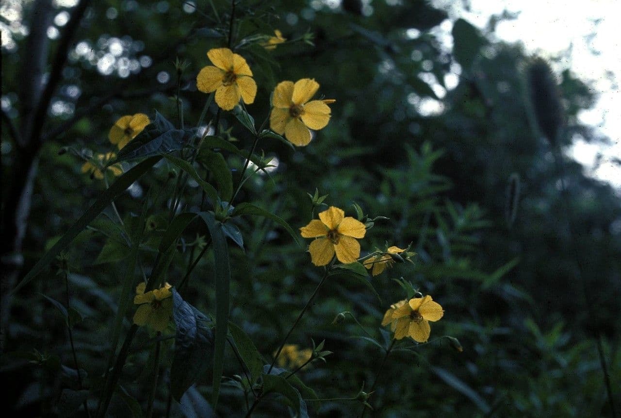 Lisimachia lanceolata 9