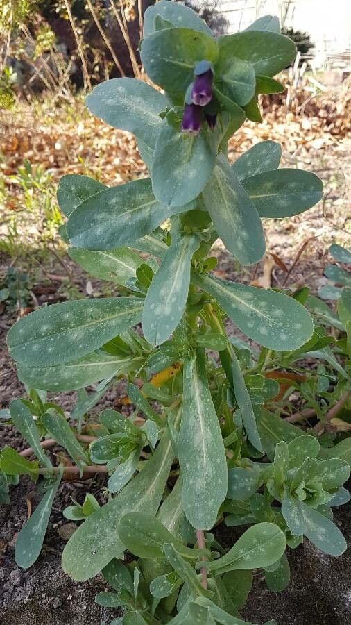 Cerinthe maggiore 12