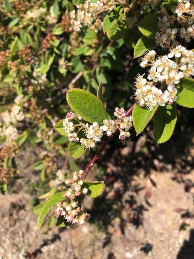 Ceanothus 9