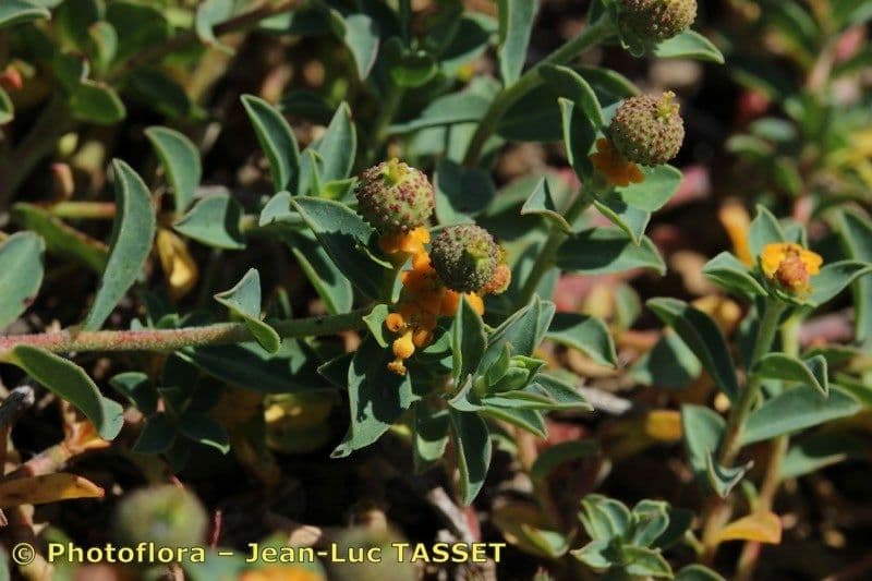 Euforbia bionda 26